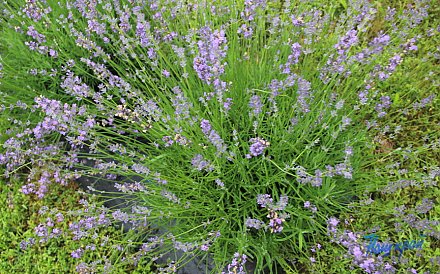 Что посадить на участке, чтобы отпугнуть клещей