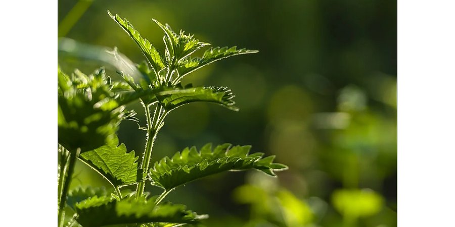 Народные приметы на 11 июля 2025 года: что можно и нельзя делать в этот день