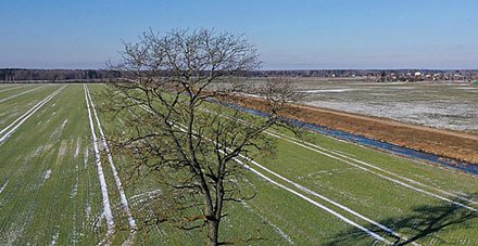 В Белгидромете предупредили о негативном влиянии морозов на озимые культуры