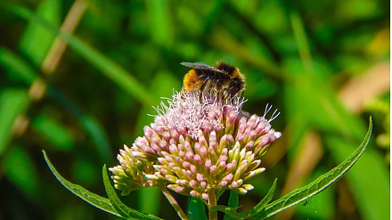 Побалуйте себя чаем с медом: народные приметы на 28 апреля