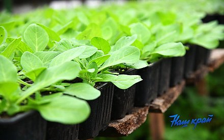 Мошки в рассаде: откуда берутся и как с ними бороться