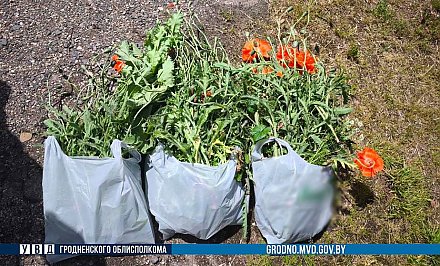 Более 540 кг мака ликвидировали за неделю в Гродненской области