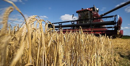 В Беларуси собран миллион тонн зерна с учетом рапса