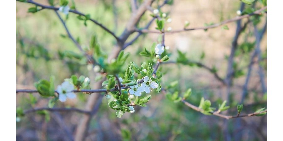 Весеннее равноденствие-2026: когда в Беларусь придет астрономическая весна и как ее встречать
