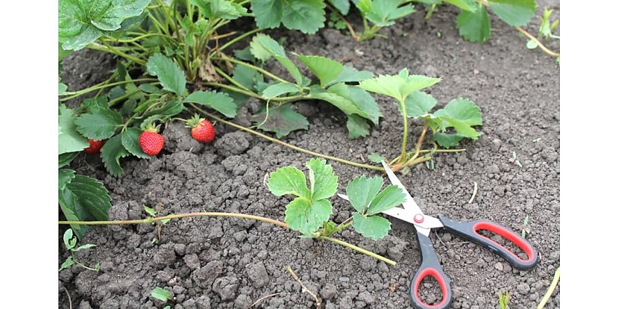 Обрезаем усы… у клубники