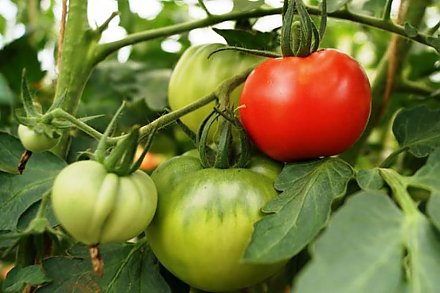 Туманное утро: как защитить помидоры от фитофтороза в теплице