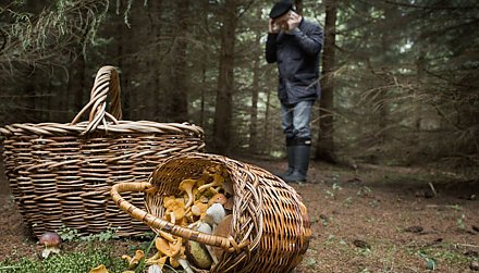 Зелено и опасно? Как подготовится к летним прогулкам и не заблудится