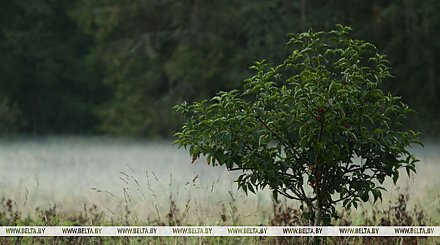 Сильные дожди и грозы ожидаются сегодня в Беларуси