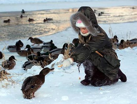 Забота с умом: почему важно не кормить водоплавающих птиц в городской среде?