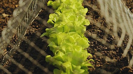 Что посадить в апреле из овощей и зелени? Полный список культур