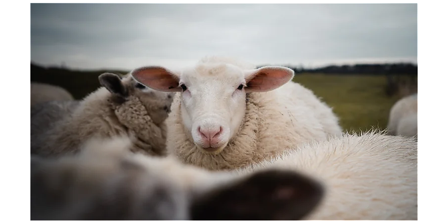 Приметы на 11 ноября: на Настасью Овечницу свяжите теплые вещи