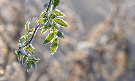 Небольшие осадки и до +6°С. Какой будет погода в Беларуси 29 ноября