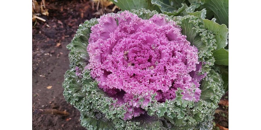 Брассика: как украсить свой участок необычной декоративной капустой