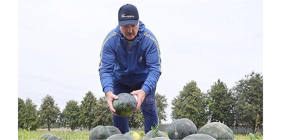 "Разворачиваемся мы очень медленно". Почему Александр Лукашенко призывает аграриев выращивать новые культуры