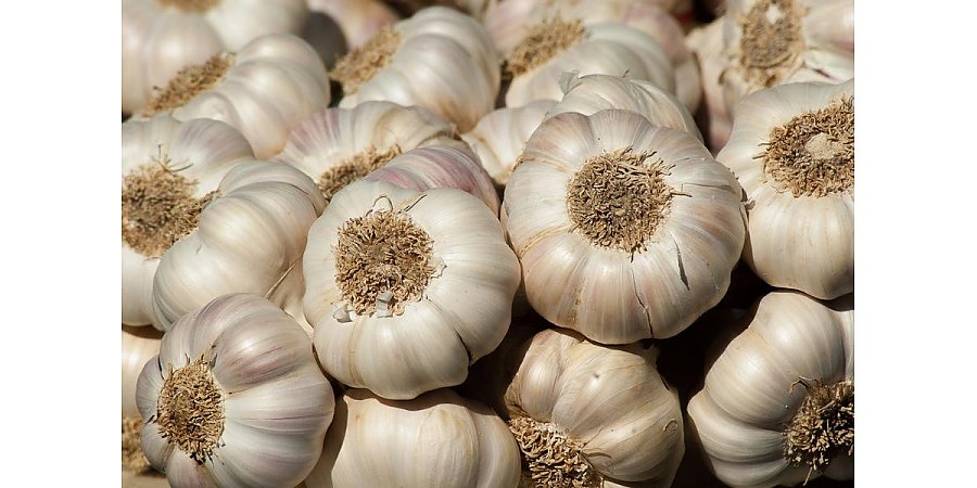 Когда и чем мульчировать озимый чеснок: советы биолога