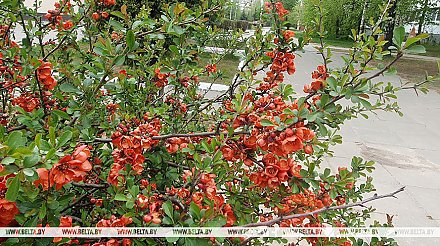 Какой будет погода в Беларуси 9 мая, рассказали в Белгидромете