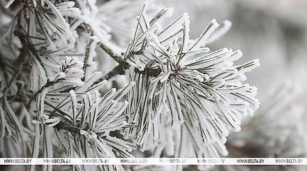 Мокрый снег и до плюс шести. Какая погода будет в Беларуси 15 декабря