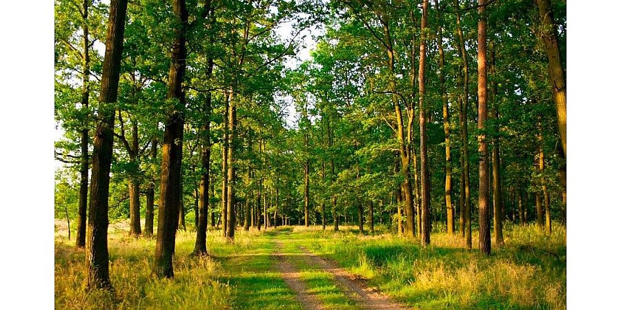 В Гродненской области в 14 районах действует ограничение на посещение лесов