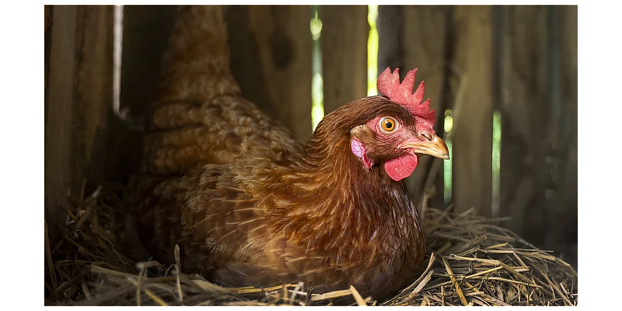 Народные приметы на 14 ноября: как правильно встречать Кузьминки осенние