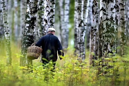 Как не заблудиться в лесу: важные правила для грибников