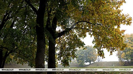 До +17°С ожидается сегодня в Беларуси