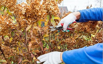 Грамотная обрезка гортензии. Сроки, тонкости, нюансы