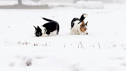 В Васильев день запеките дичь с яблоками: народные приметы на 12 февраля