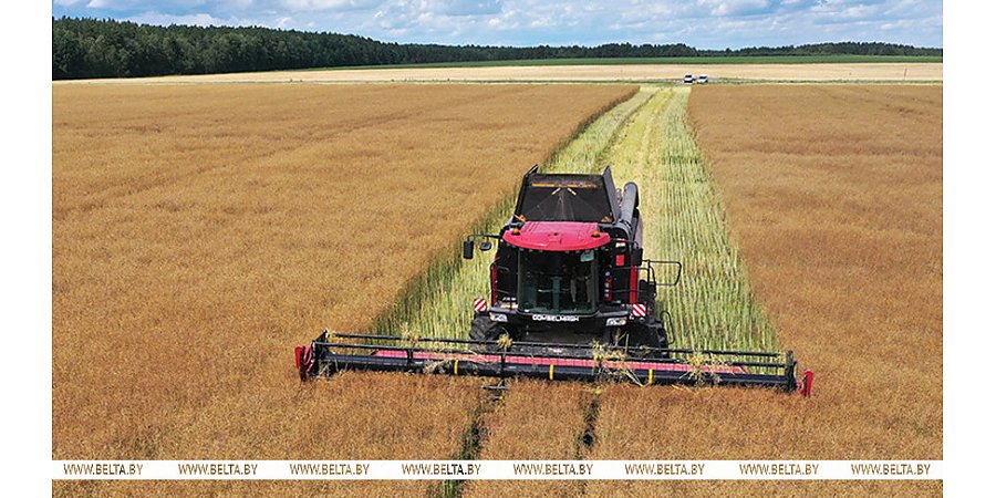 "Сработали лучше, чем прежде". Александр Лукашенко озвучил важные выводы тяжелого сельскохозяйственного года