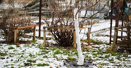 Садовые работы в марте – первые весенние хлопоты садовода