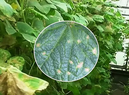 Огуречные напасти