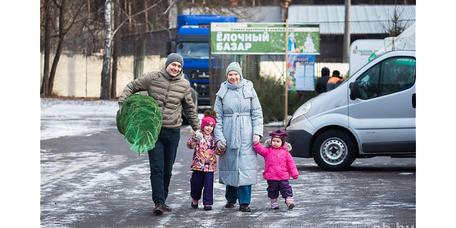 Белорусы стали покупать больше живых деревьев на новогодние праздники