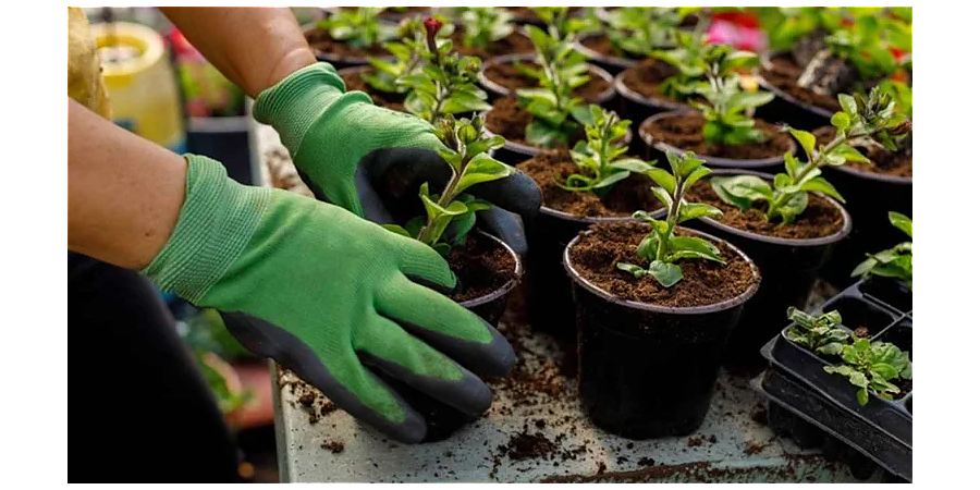 Посадите первую рассаду на Огородника: народные приметы на 18 марта