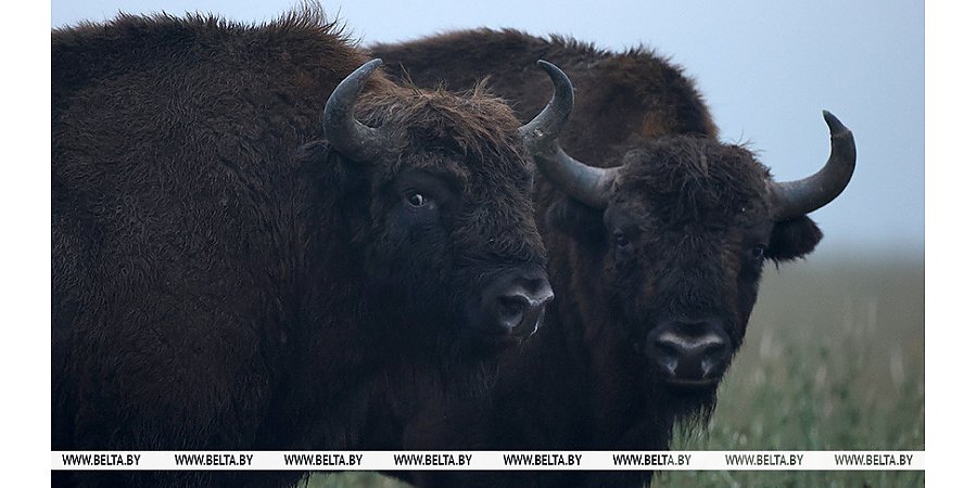 Жизнь белорусских зубров в Башкортостане обсудили на встрече у Александра Лукашенко