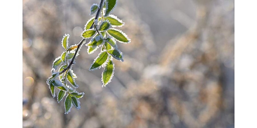 Небольшие осадки и до +6°С. Какой будет погода в Беларуси 29 ноября