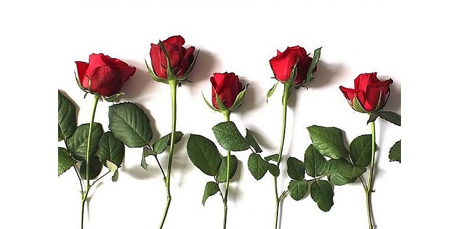 Как укоренить подаренную розу: пошаговое руководство для успешного черенкования