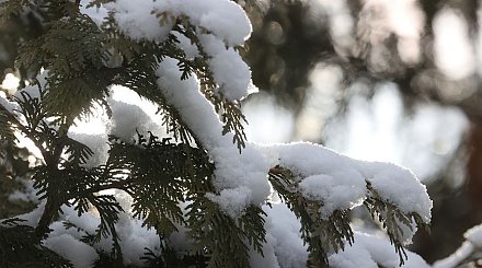 Какая погода будет сегодня в Беларуси? Ответили синоптики