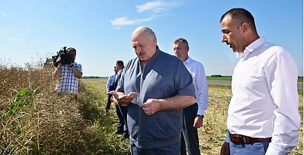 "Надо доводить до ума". Чем удивляет неидеальное хозяйство под Минском, которое посетил Александр Лукашенко