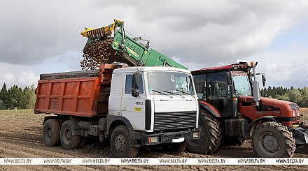 В Беларуси началась уборка картофеля