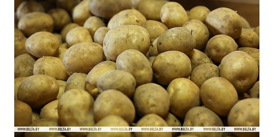 В Беларуси уже накопано более 700 тыс. тонн картофеля