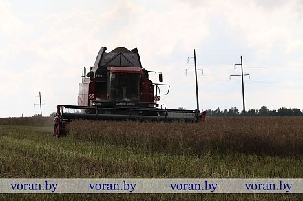 В Вороновском районе начали убирать озимую пшеницу и зернобобовые культуры