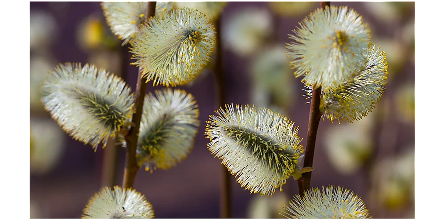 Не оставляйте на столе грязную посуду: народные приметы на 11 марта