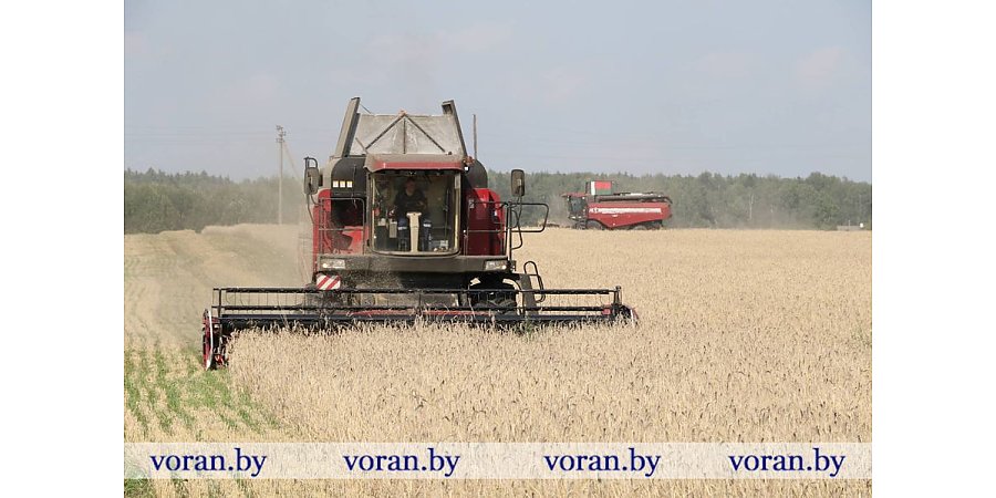 Зерновой клин Вороновщины. Яровой ячмень убран на 33% площадей