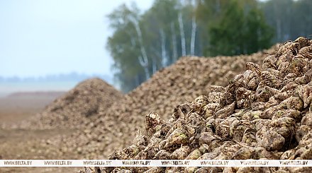 В Беларуси накопали более 500 тыс. тонн сахарной свеклы