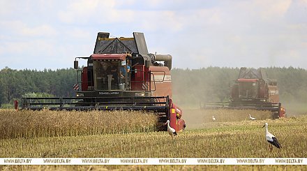 Аграрии Беларуси намолотили 3 млн тонн зерна
