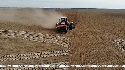 В Беларуси засеяно около половины площадей сахарной свеклы