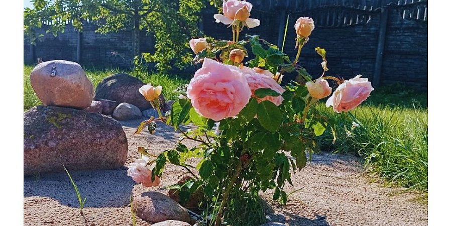 Внесите это под розы в мае один раз — и забудьте о болезнях на весь сезон