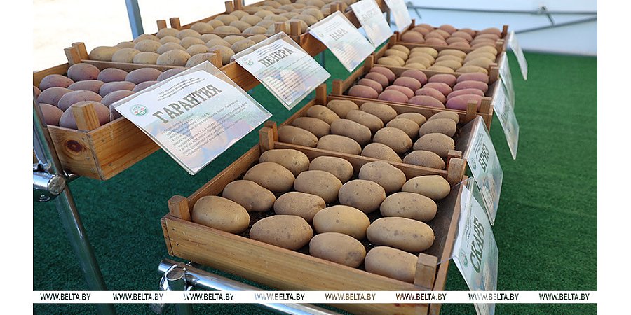 Как в Беларуси с картошкой? Овощ номер один сегодня в центре внимания Александра Лукашенко