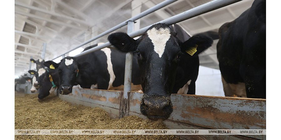 Сельхозорганизации Беларуси в I квартале увеличили производство молока на 8,5%