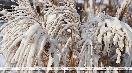 Кратковременный снег и до +1°С ожидается сегодня в Беларуси