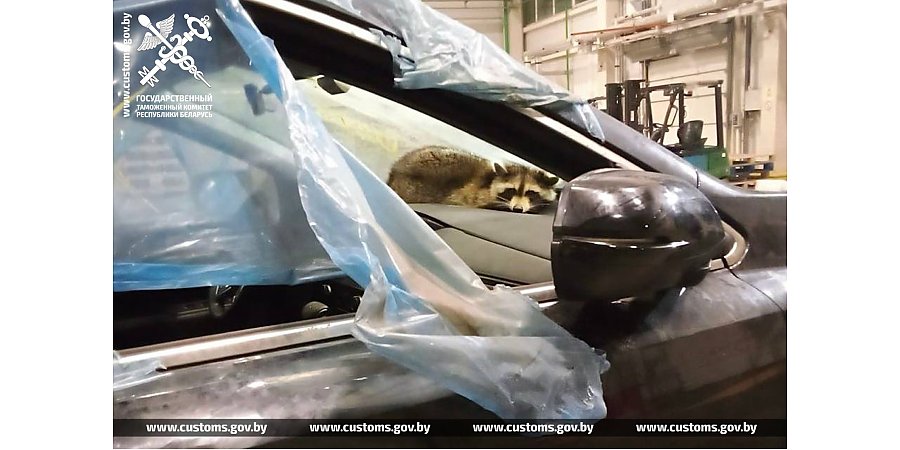 Гродненские таможенники и сотрудники РУП «Белтаможсервис» обнаружили необычного пассажира